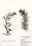 Proserpinaca palustris, Staffordville Reservoir in Stafford Springs, September 5, 2019
