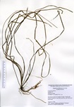 Sagittaria filiformis, Connecticut River in Enfield, August 19, 2020