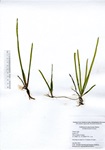 Vallisneria americana, Uncas Lake in Lyme, July 8, 2015