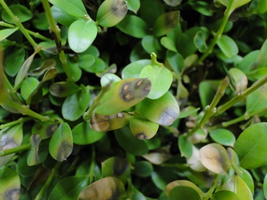 Boxwood blight with black spots on leaves and stems