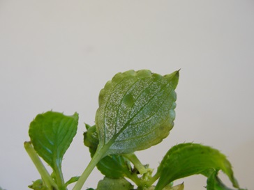 Downy mildew of impatiens with white mildew on the lower surface of an impatiens leaf